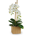 Opulent Orchids from Boulevard Florist Wholesale Market